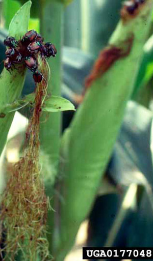 Adult Japanese beetle, Popillia japonica Newman, feeding damage on corn tassel. 