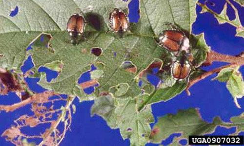Adult Japanese beetles, Popillia japonica Newman, congregate to feed on foliage and cause leaf skeletonization. 