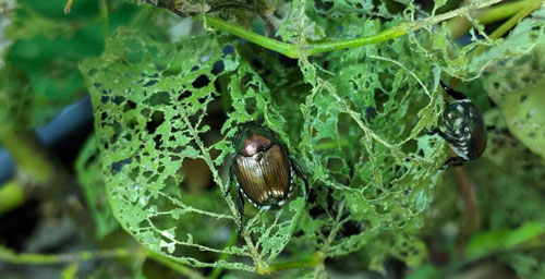 adult beetle feeding damage
