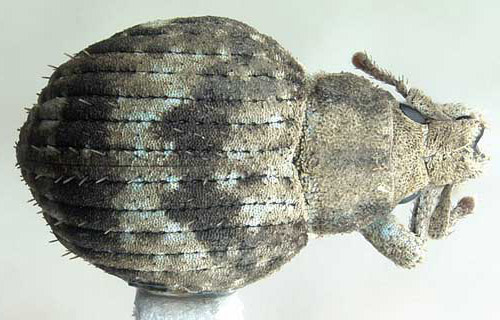 Dorsal view of an adult twobanded Japanese weevil