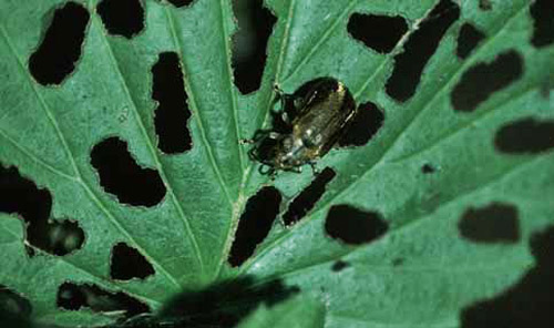 Adult viburnum leaf beetle, Pyrrhalta viburni (Paykull), on arrowroot viburnum with typical damage. 