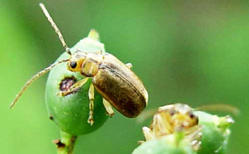 Adult viburnum leaf beetles, Pyrrhalta viburni (Paykull), on arrowwood viburnum berries.