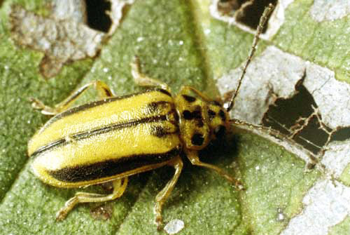 First instar larvae of the viburnum leaf beetle, Pyrrhalta viburni (Paykull). 