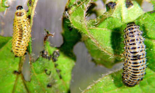 Second (left) and third (right) instar larvae of the viburnum leaf beetle, Pyrrhalta viburni (Paykull).
