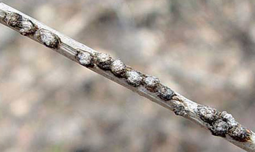 Plugged cavities on a viburnum twig containing egg masses of the viburnum leaf beetle, Pyrrhalta viburni (Paykull). 
