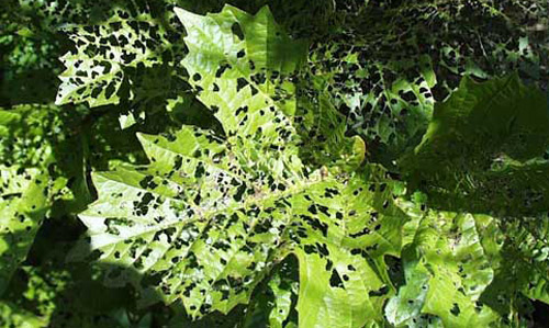 Typical feeding damage by larvae of the viburnum leaf beetle, Pyrrhalta viburni (Paykull). 