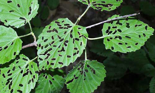 Typical feeding damage by adult viburnum leaf beetles, Pyrrhalta viburni (Paykull), on arrowroot viburnum. 