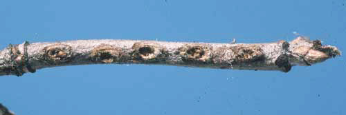 Old viburnum twig with egg pits/cavities (plugs missing) produced by emergence of larvae of the viburnum leaf beetle, Pyrrhalta viburni (Paykull). 