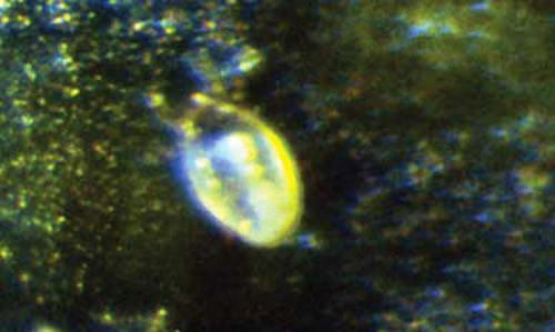 Broad mite, Polyphagotarsonemus latus (Banks), highly magnified.