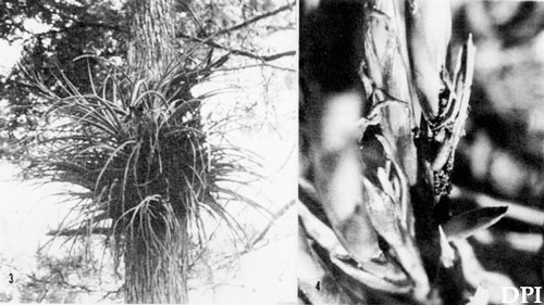 Hostplant damage from bromeliad pod borer, Epimorius testaceellus Ragonot. 3. Mature bromeliad (Tillandsia fasciculata) with several inflorescences; 4. Larval damage on flower spikes (one larva visible in opened flower pod) (Palmdale, FL). 