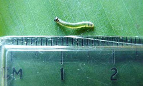 Second instar larva of the larger canna leafroller, Calpodes ethlius (Stoll). 