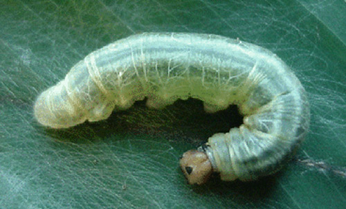 Fifth instar larva of the larger canna leafroller, Calpodes ethlius (Stoll), with characteristic dark triangle on frontal region of the head. 