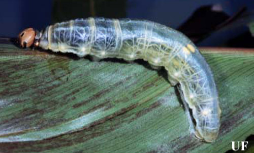 Fifth instar larva of the larger canna leafroller, Calpodes ethlius (Stoll), before gut emptying. 