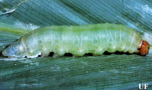 Fifth instar larva of the larger canna leafroller, Calpodes ethlius (Stoll), after gut emptying in preparation for pupation. 