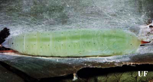 Pupa of the larger canna leafroller, Calpodes ethlius (Stoll), on silken mat in leaf roll. 
