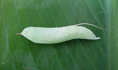 Pupa of the larger canna leafroller, Calpodes ethlius (Stoll), showing anterior spine and case enclosing proboscis extending beyond cremaster.