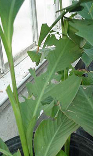 Canna leaf damage caused by larvae of the larger canna leafroller, Calpodes ethlius (Stoll). 