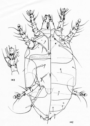 Adult female cyclamen mite, Phytonemus pallidus (Banks).