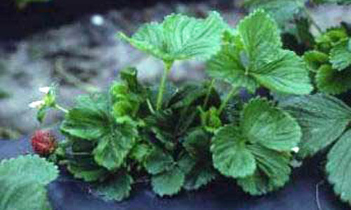 A strawberry plant damaged by cyclamen mite, Phytonemus pallidus (Banks). Leaf petioles are short, blades are small, thickened and wrinkled, and total growth is stunted. 