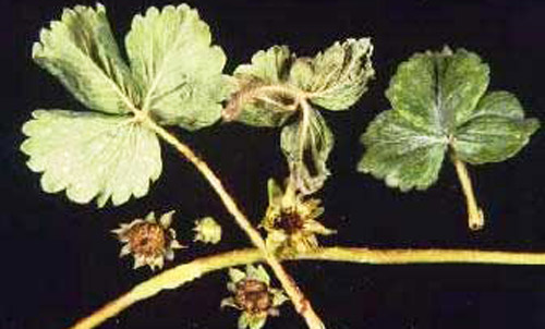 Strawberry leaves and flowers damaged by cyclamen mite, Phytonemus pallidus (Banks). The flowers are dead. 