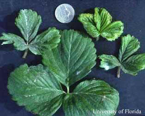 One normal, large undamaged strawberry leaf compared with three leaves damaged by cyclamen mite, Phytonemus pallidus (Banks). 