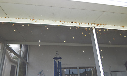 Large aggregation of Lymire edwardsii (Grote) cocoons on a porch screen in Naples, Florida