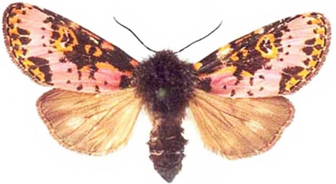 An adult Spanish moth, Xanthopastis timais (Cramer).
