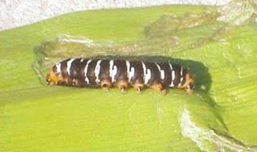 Spanish moth larva (convict caterpillar), Xanthopastis timais (Cramer), feeding on amaryllis. 