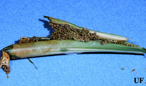 Frass-filled canna leaf roll containing larvae of the lesser canna leafroller, Geshna cannalis (Quaintance). 