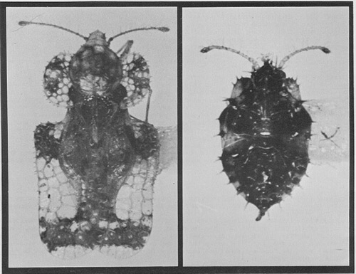 Adult (left) and nymph (right) of the hawthorn lace bug