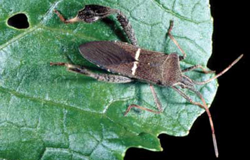 Adult leaffooted bug, Leptoglossus phyllopus (Linnaeus).