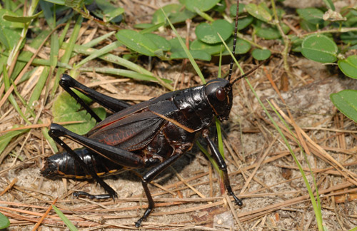 Black color form of adult eastern lubber grasshopper, Romalea microptera (Beauvois). 