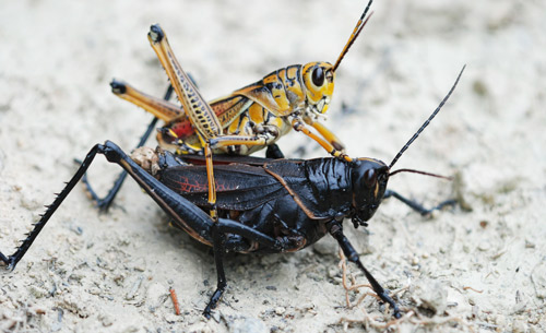 Mating adults of two color forms. 