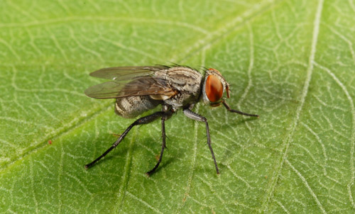 One of the species of parasitic flies (Blaesoxipha hunteri) that affects lubbers. The larvae develop within the nymphs, killing their hosts when they emerge.