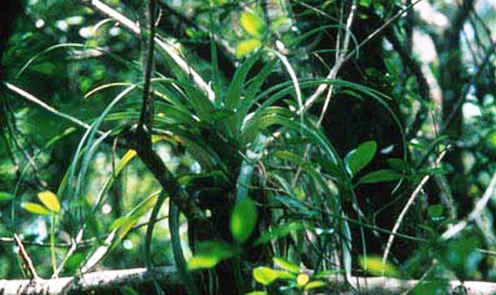 Tillandsia utriculata (L.), a bromeliad species endangered in Florida due to attack by Metamasius callizona (Chevrolat), in the Fakahatchee Strand State Preserve, Collier County, 1993. 