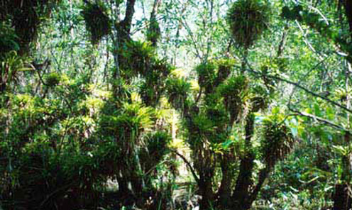 Guzmania monostachia (L.), one of Florida's rare and endangered species of bromeliads, in the Fakahatchee Strand State Preserve, Collier County, 1999.