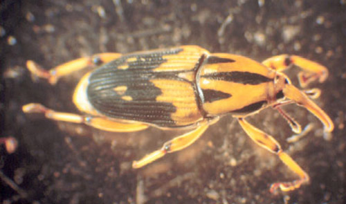 Color pattern of the adult silky cane weevil, Metamasius hemipterus sericeus (Olivier). 