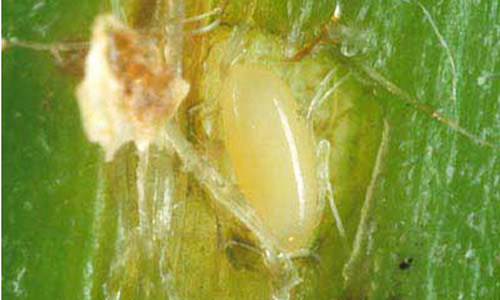 Egg of Metamasius callizona (Chevrolat), the Mexican bromeliad weevil. 