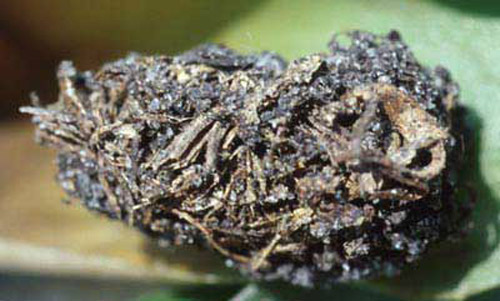 Cocoon of Metamasius callizona (Chevrolat), the Mexican bromeliad weevil, constructed of shredded plant material. 