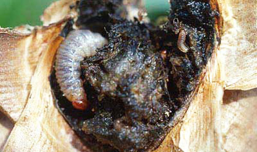 Three larvae of Metamasius callizona (Chevrolat), the Mexican bromeliad weevil, destroying base of Tillandsia utriculata (L.) stem.