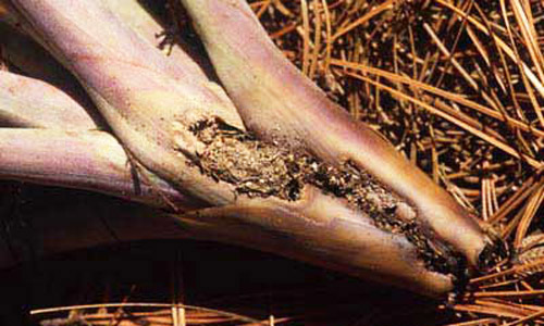 Stem of Tillandsia utriculata (L.), damaged by Metamasius callizona (Chevrolat), the Mexican bromeliad weevil, with weevil cocoon.