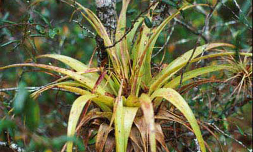 Damage on leaves of Tillandsia utriculata (L.) by Metamasius callizona (Chevrolat), the Mexican bromeliad weevil. 
