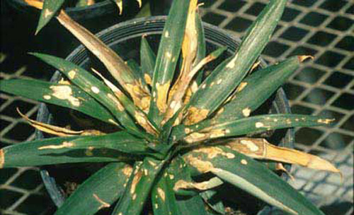 Damage on leaves of pineapple, Ananas comosus (L.), by Metamasius callizona (Chevrolat), the Mexican bromeliad weevil. 