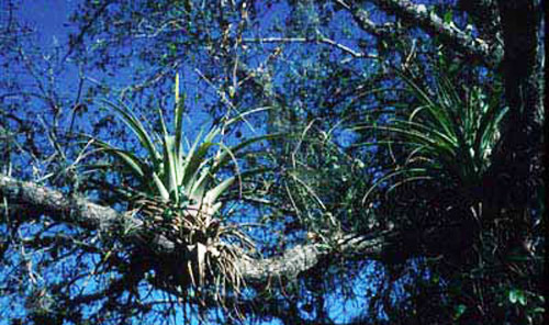 Bromeliads anchored to tree branches, Miami-Dade County, 1996.