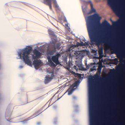 Dorsal view of adult Lixadmontia franki, a fly that parasitizes Metamasius callizona (Chevrolat), the Mexican bromeliad weevil. 