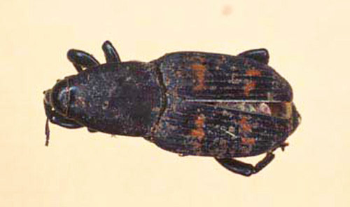 Adult Metamasius flavopictus (Champion), a weevil pest of bromeliads. 