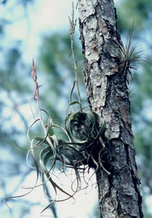 Tillandsia balbisiana Schultes, one of the principal host plants of the Florida bromeliad weevil, Metamasius mosieri Barber. 