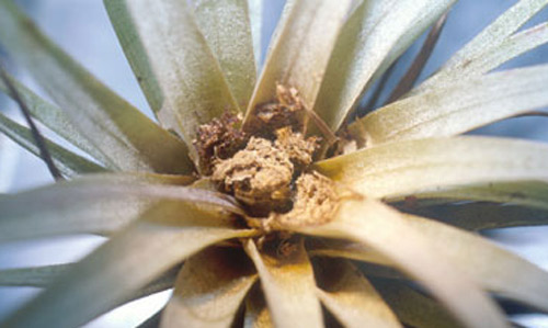 Plug over damage on Tillandsia utriculata (L.) constructed by larva of Metamasius mosieri Barber, the Florida bromeliad weevil. 