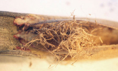 Leaf tissue shredded in preparation for cocoon construction by Metamasius mosieri Barber, the Florida bromeliad weevil. 