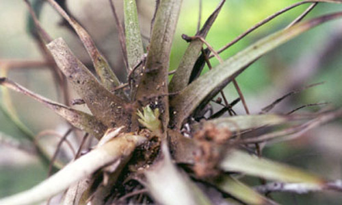 Damage to Tillandsia utriculata (L.) from Metamasius mosieri Barber, the Florida bromeliad weevil.